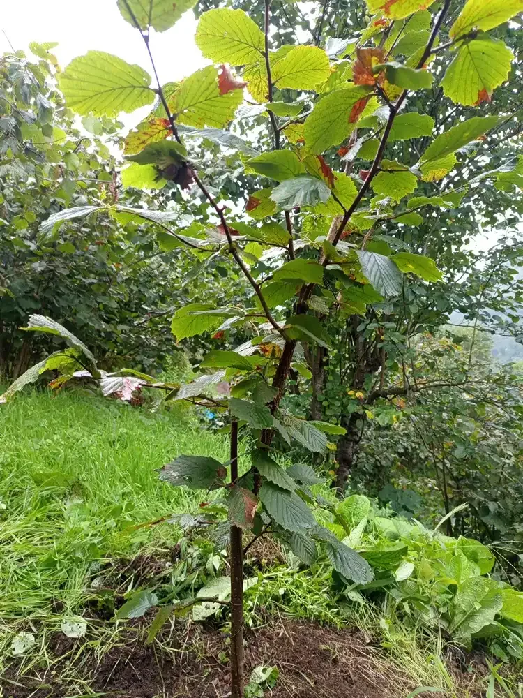 Şalpazarı’nda Ordu Çakıldak fındığı kumlu toprakta ürün verdi
