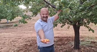Malatya’da eylül sonunda kayısı hasadı